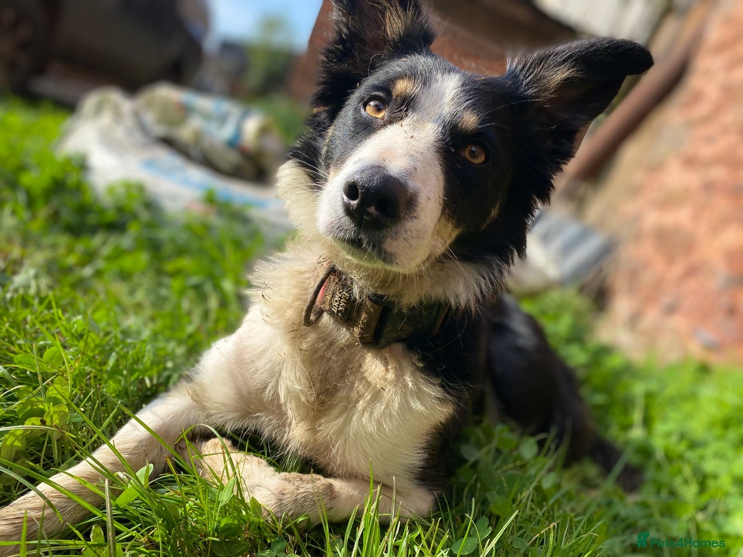 Mixed Breed dogs for sale: Cocker x collie puppies  - Advert 3