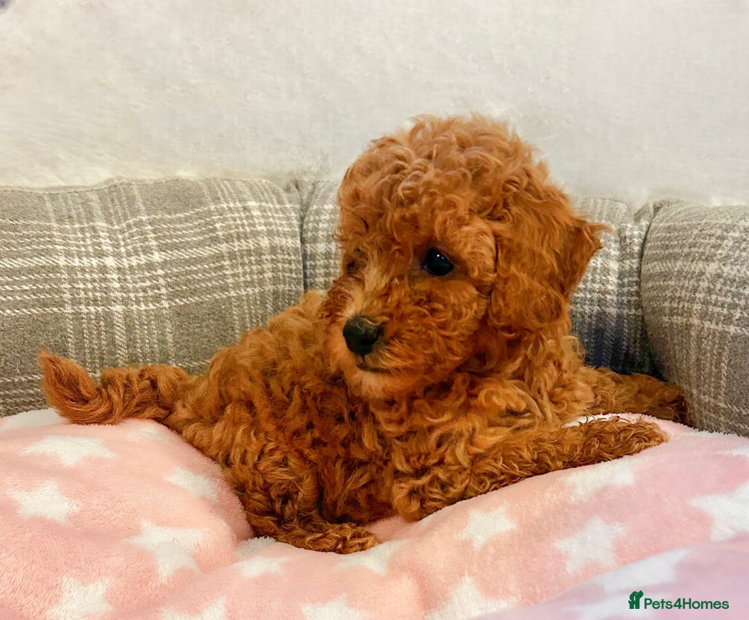 Toy Poodle dogs for sale: Pure Toy poodles -1 boy & 1 girl left  - Image 4