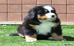 Bernese Mountain Dog dogs for sale: ⭐EXQUISITE IMPORTED LINES KC REGISTERED PUPPIES⭐ - Image 15