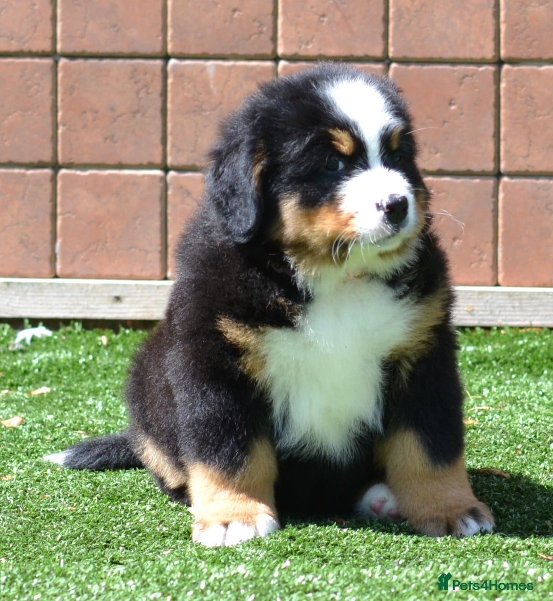 Bernese Mountain Dog dogs for sale: ⭐EXQUISITE IMPORTED LINES KC REGISTERED PUPPIES⭐ - Image 15