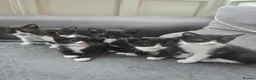 Mixed Breed cats for sale: 🐾GORGEOUS KITTENS READY FOR THEIR FOREVER HOMES🐾 - Advert 4
