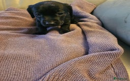 Mixed Breed dogs for sale: 1 pup available  - Image 8