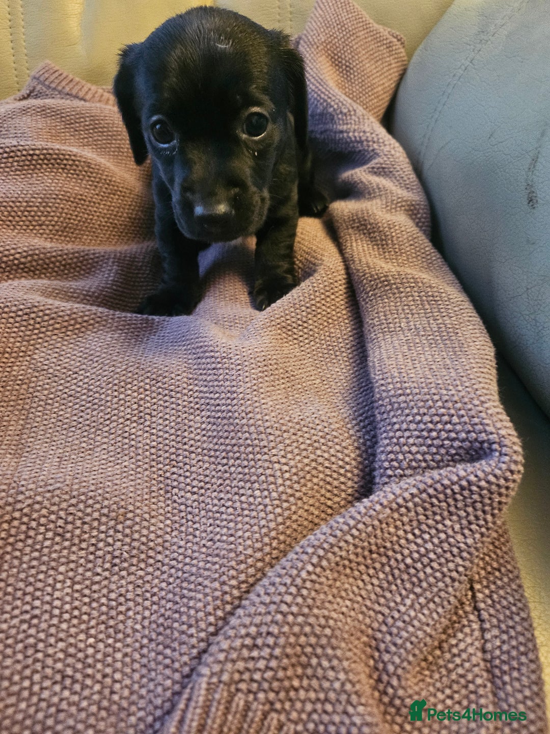 Mixed Breed dogs for sale: 1 pup available  - Image 8