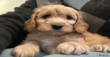 Cockapoo dogs BEAUTIFUL HEALTH CLEAR F1 COCKAPOOS - Advert 1