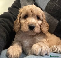 Cockapoo dogs BEAUTIFUL HEALTH CLEAR F1 COCKAPOOS - Advert 1