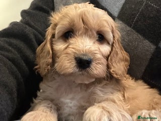 Cockapoo dogs BEAUTIFUL HEALTH CLEAR F1 COCKAPOOS - Advert 4