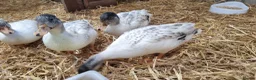 Ducks poultry for sale: Silver Call duckling trio - Advert 4