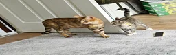 Bengal cats for sale: 2 Male Bengal cross DSH  - Advert 5