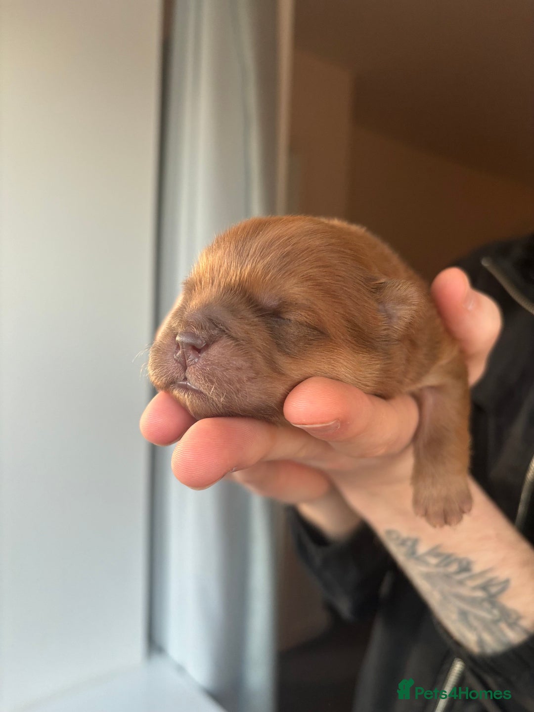Chow Chow dogs for sale: Champion pedigree chow chow puppies in Northampton - Image 12
