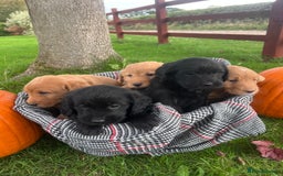 Labradoodle dogs for sale: 🌟 GOLD STANDARD – HIGH HEALTH STATUS LABRADOODLES - Image 7