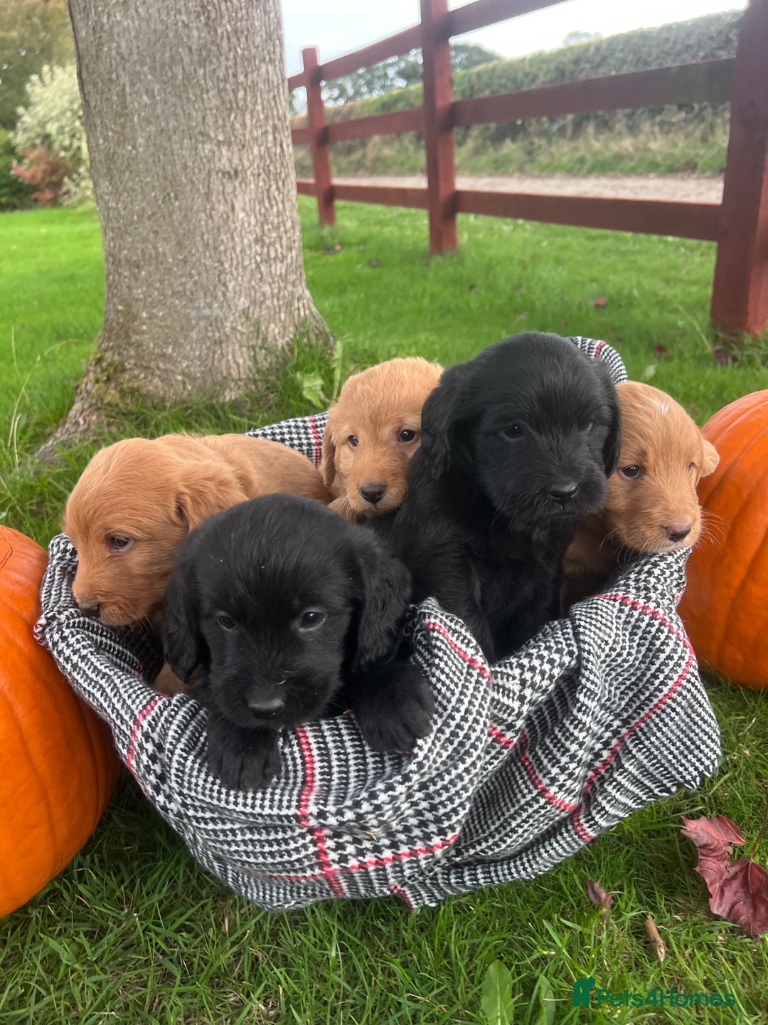 Labradoodle dogs for sale: 🌟 GOLD STANDARD – HIGH HEALTH STATUS LABRADOODLES - Image 7