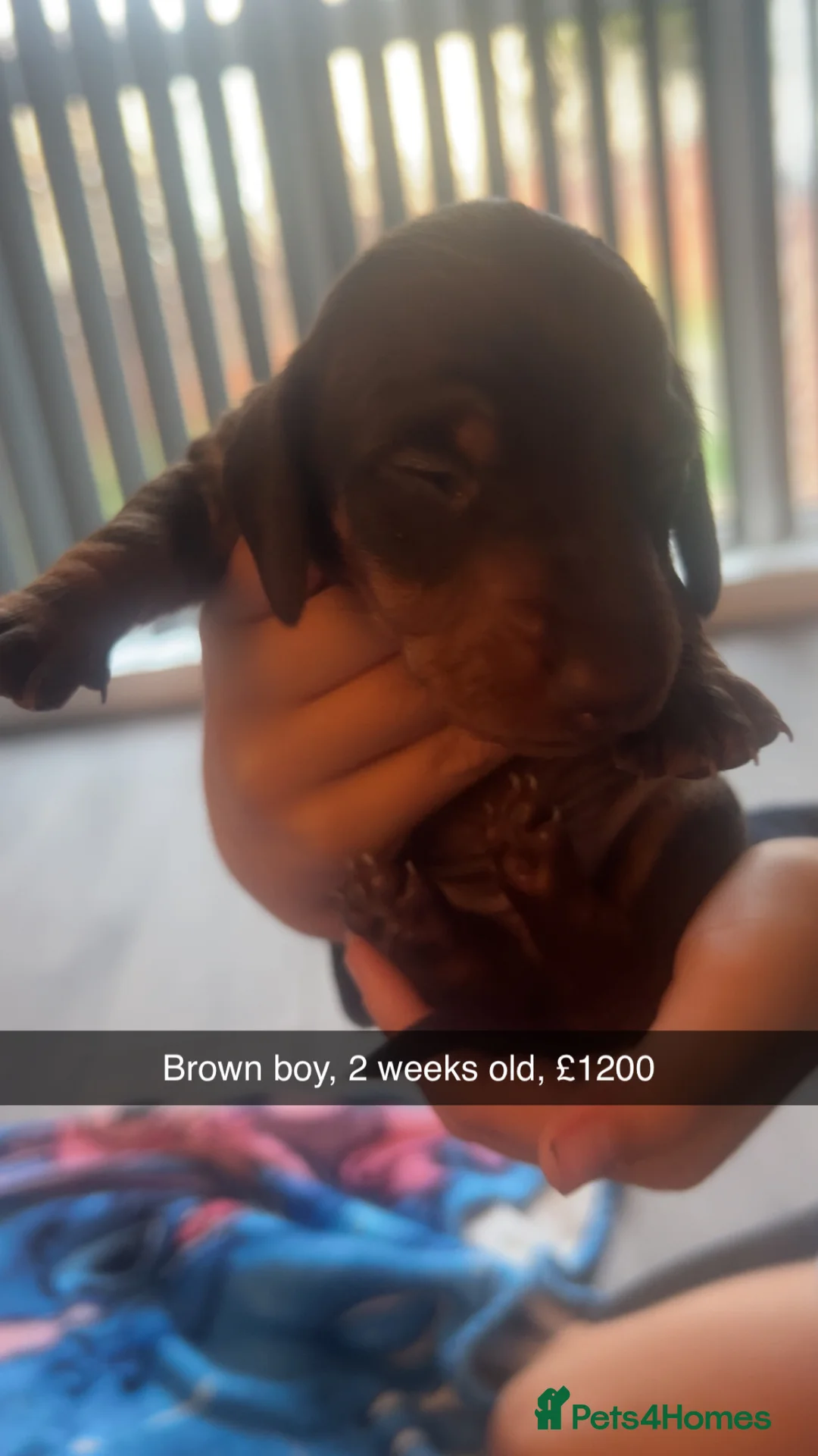 Miniature Dachshund dogs for sale: Mini dachshund - Advert 7