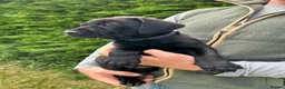 Labrador Retriever dogs for sale: KC Black Labrador puppy's  - Advert 3