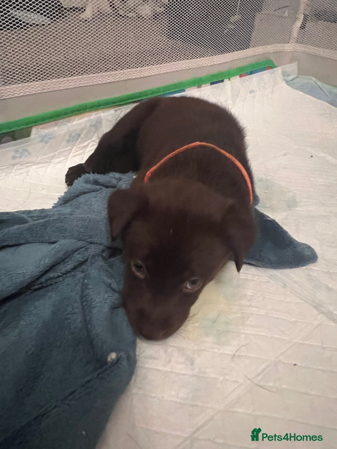 Mixed Breed dogs for sale: Labsky puppies  - Advert 7