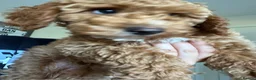 Cockapoo dogs for sale: Fully Vaccinated Ready to leave Red, Cockpoo Male - Advert 5