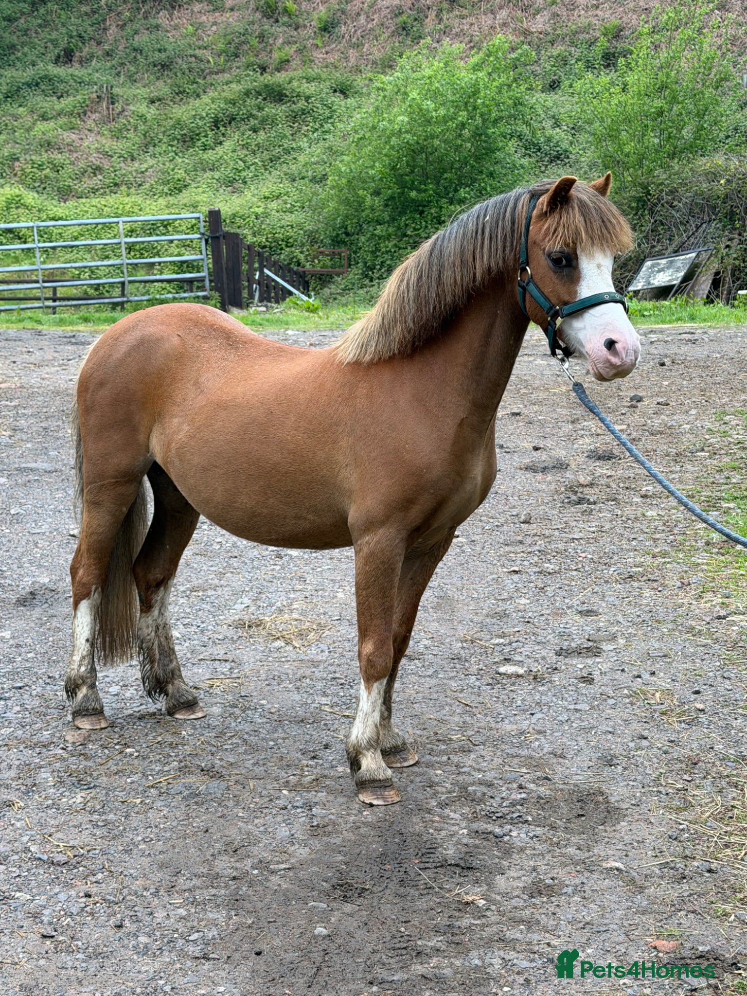 Welsh Section A horses Little pops -looking for a new best friend  - Advert 24