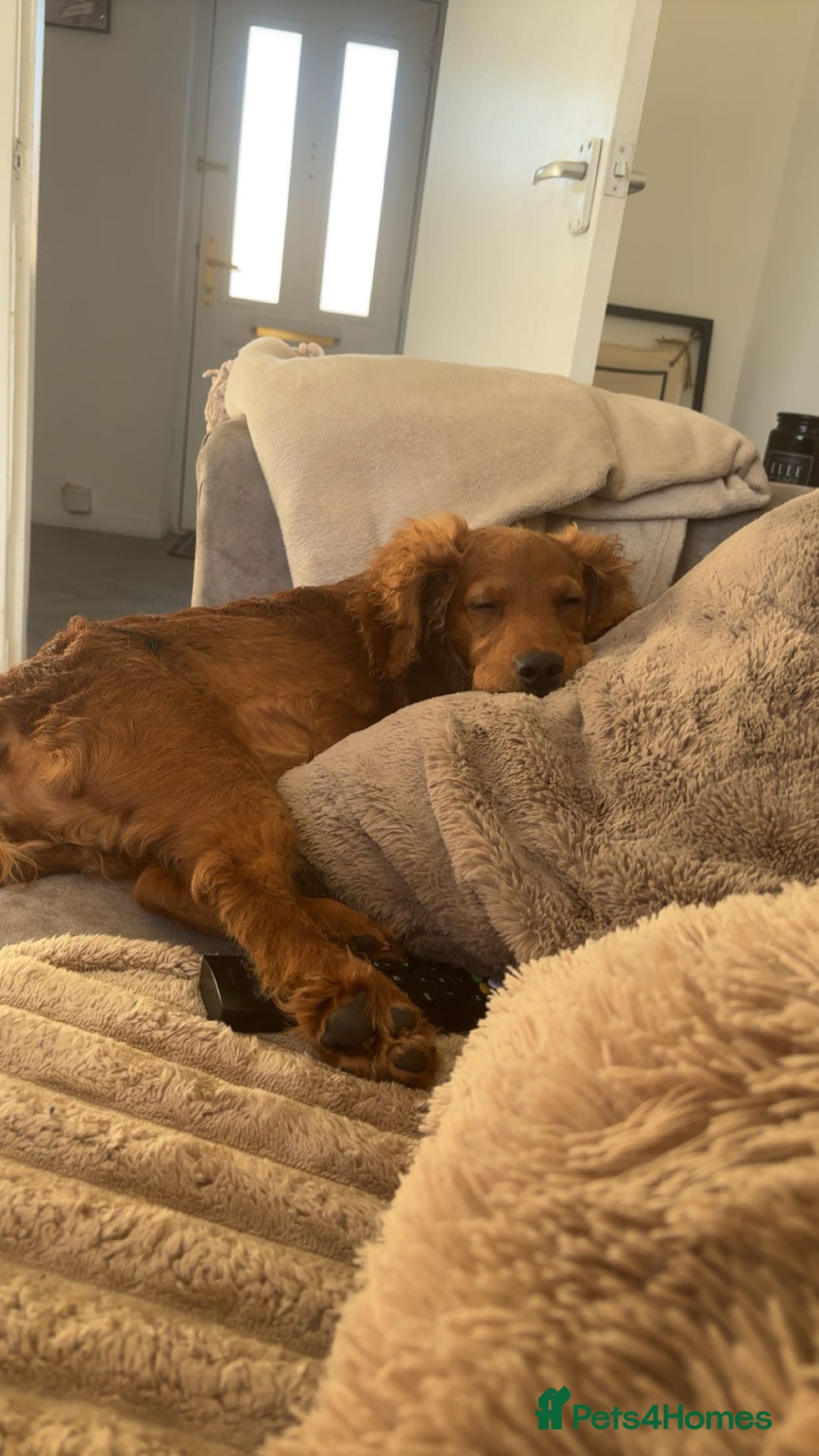 Cockapoo dogs for sale: 10 month old cockapoo boy  - Image 4