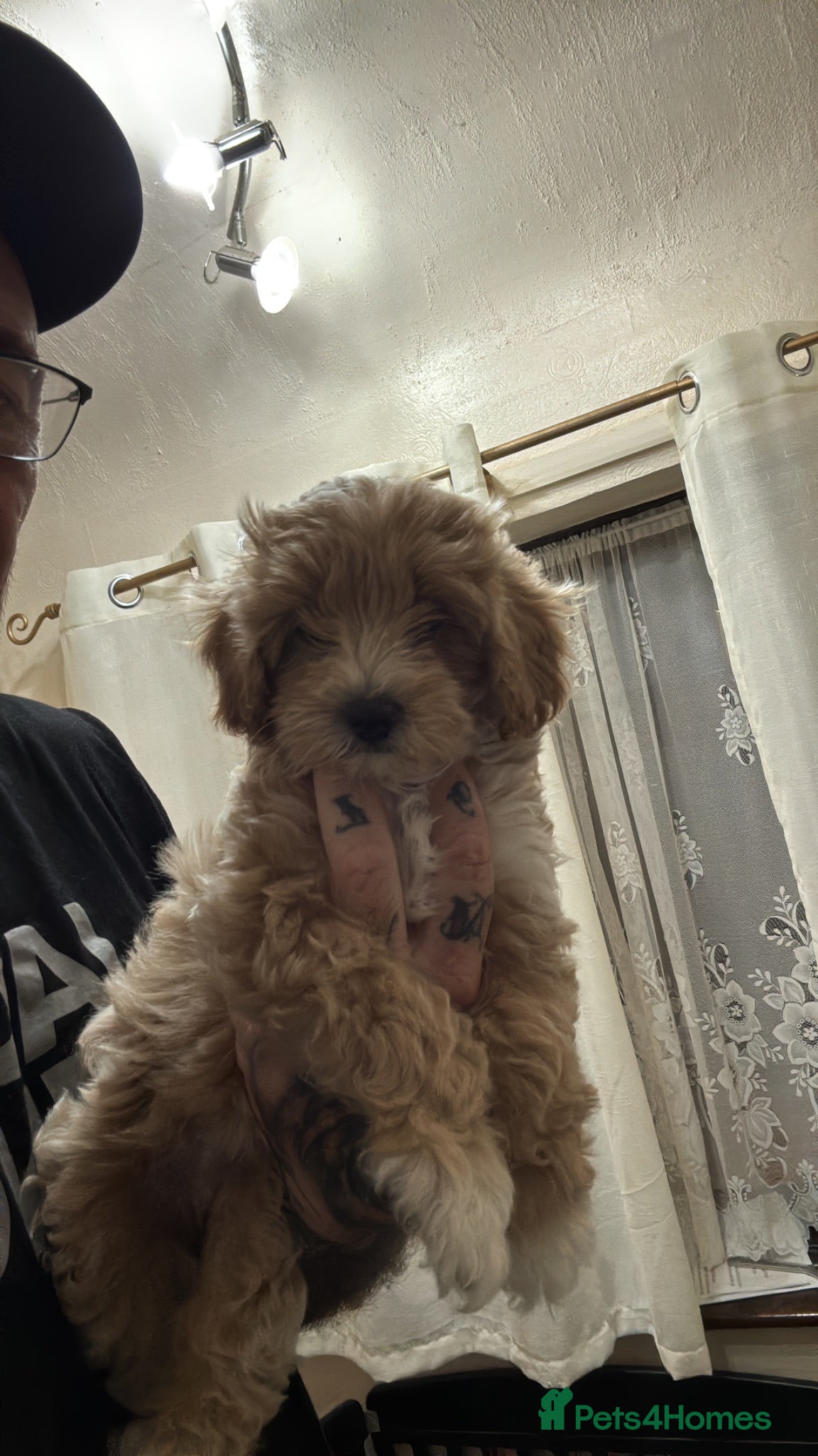 Maltipoo dogs Maltipoo pups lovely colours - Advert 2