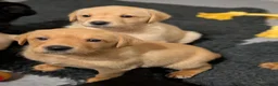 Labrador Retriever dogs for sale: Good, chunky, active and lively Labrador Puppies - Advert 4