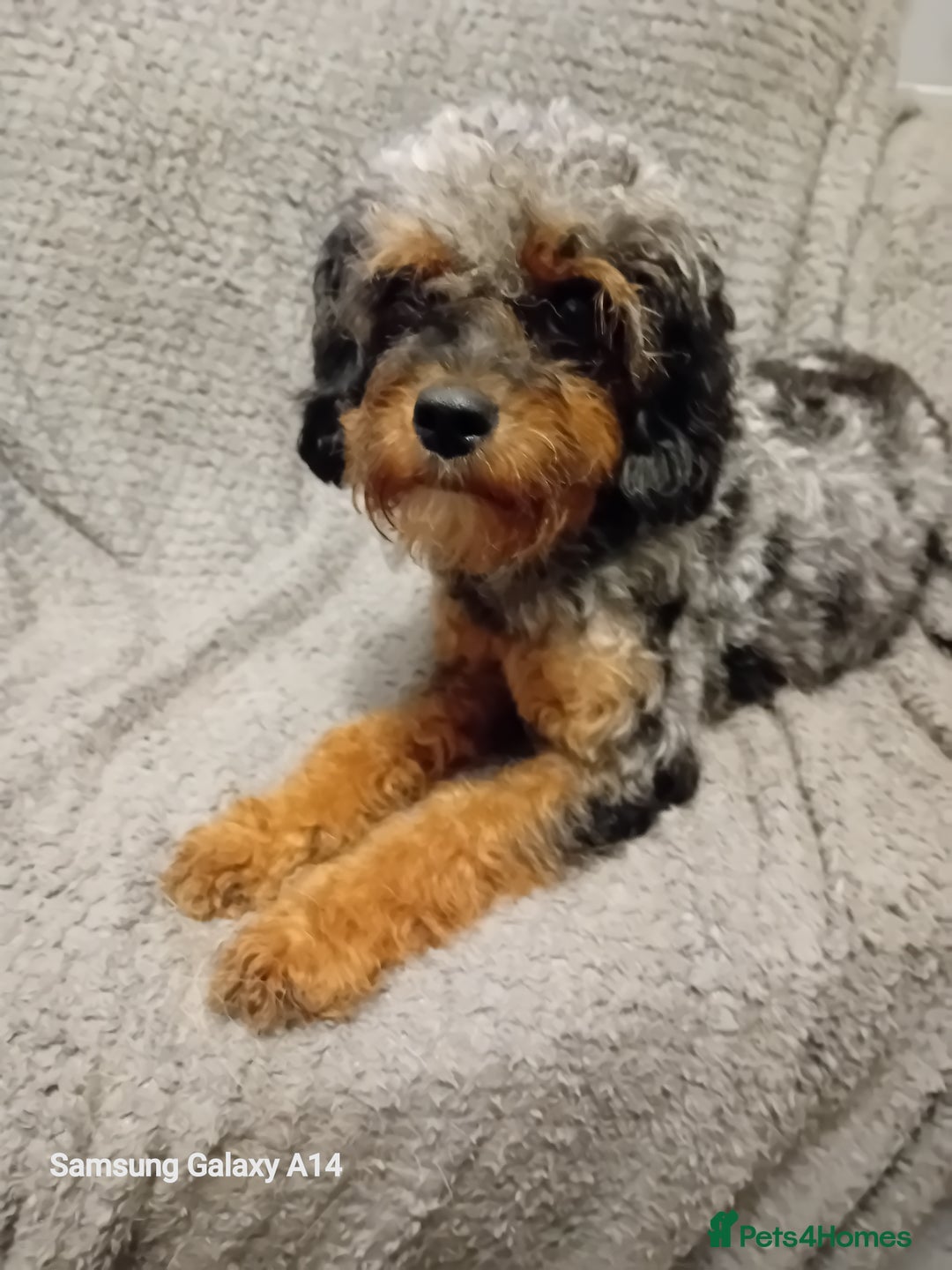 Cavapoo dogs for sale: Year old cavapoos for rehoming  - Advert 1