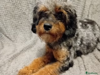 Cavapoo dogs Year old cavapoos for rehoming - Advert 2