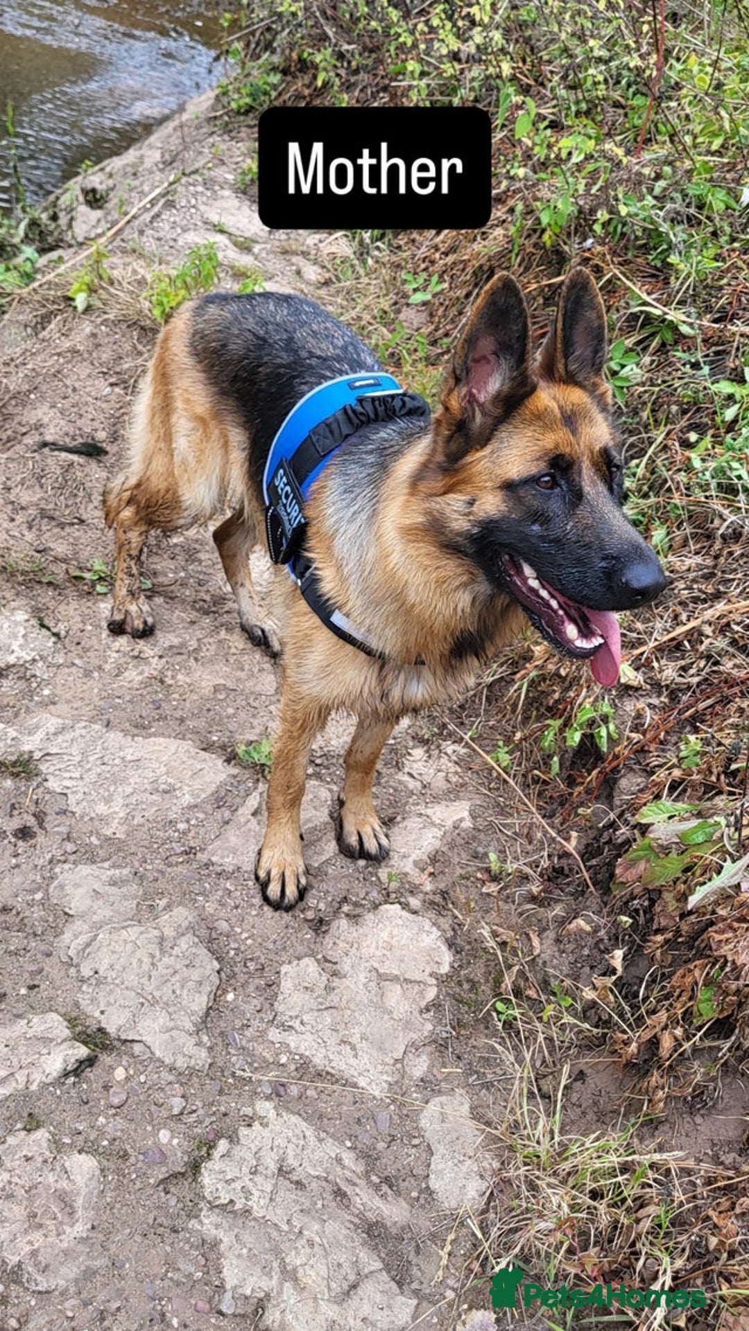 German Shepherd dogs for sale: German Shepherd Puppy For Sale  - Advert 4