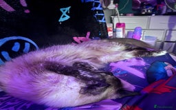 Domestic Shorthair cats for sale: Black Cat and A Torte Siamese RagDoll cat Female  - Advert 10