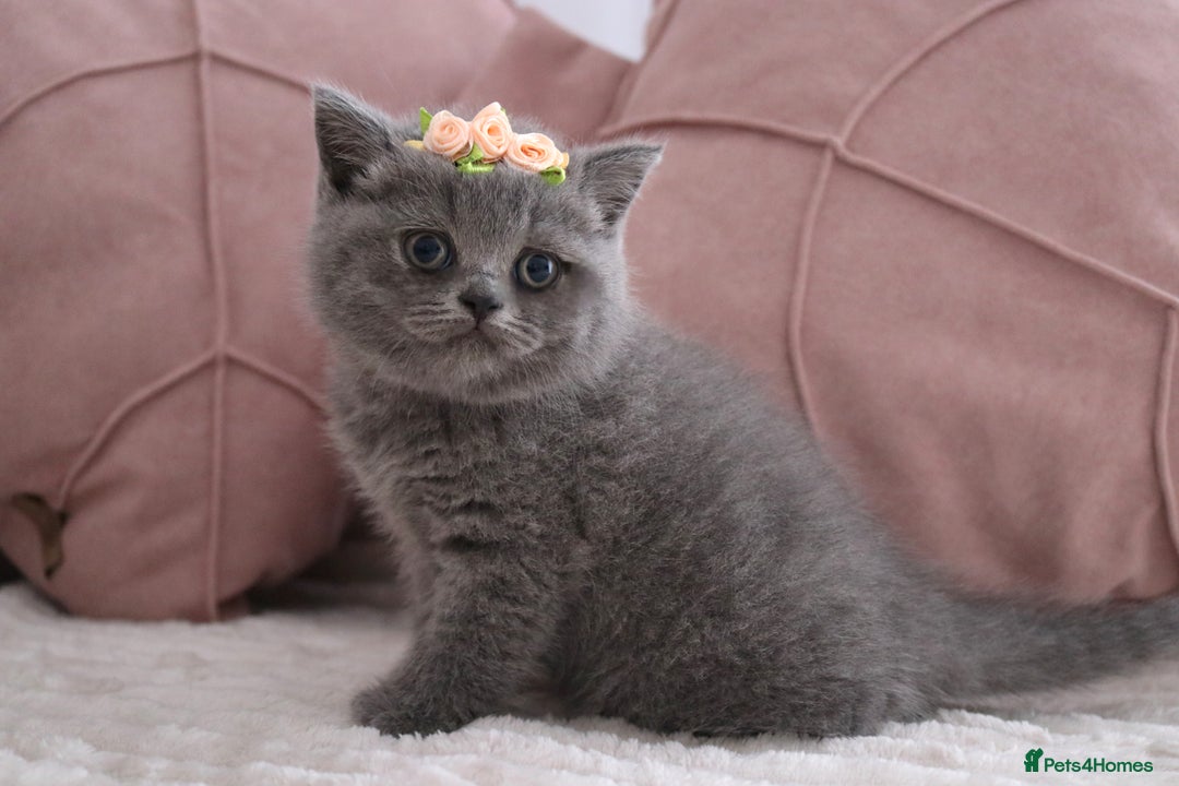 British Shorthair cats for sale: ❤️British Shorthair Kittens GCCF -Ready December  - Image 18