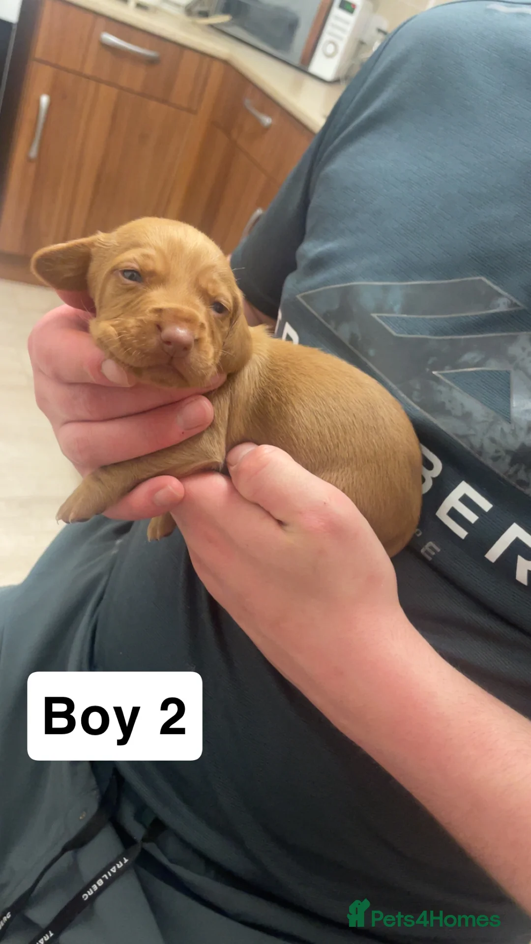 Mixed Breed dogs for sale: Cocker spaniel x dachshund puppies  - Advert 3