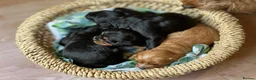Cavapoo dogs for sale: Beautiful Cavapoo Puppies in Darlington - Advert 10