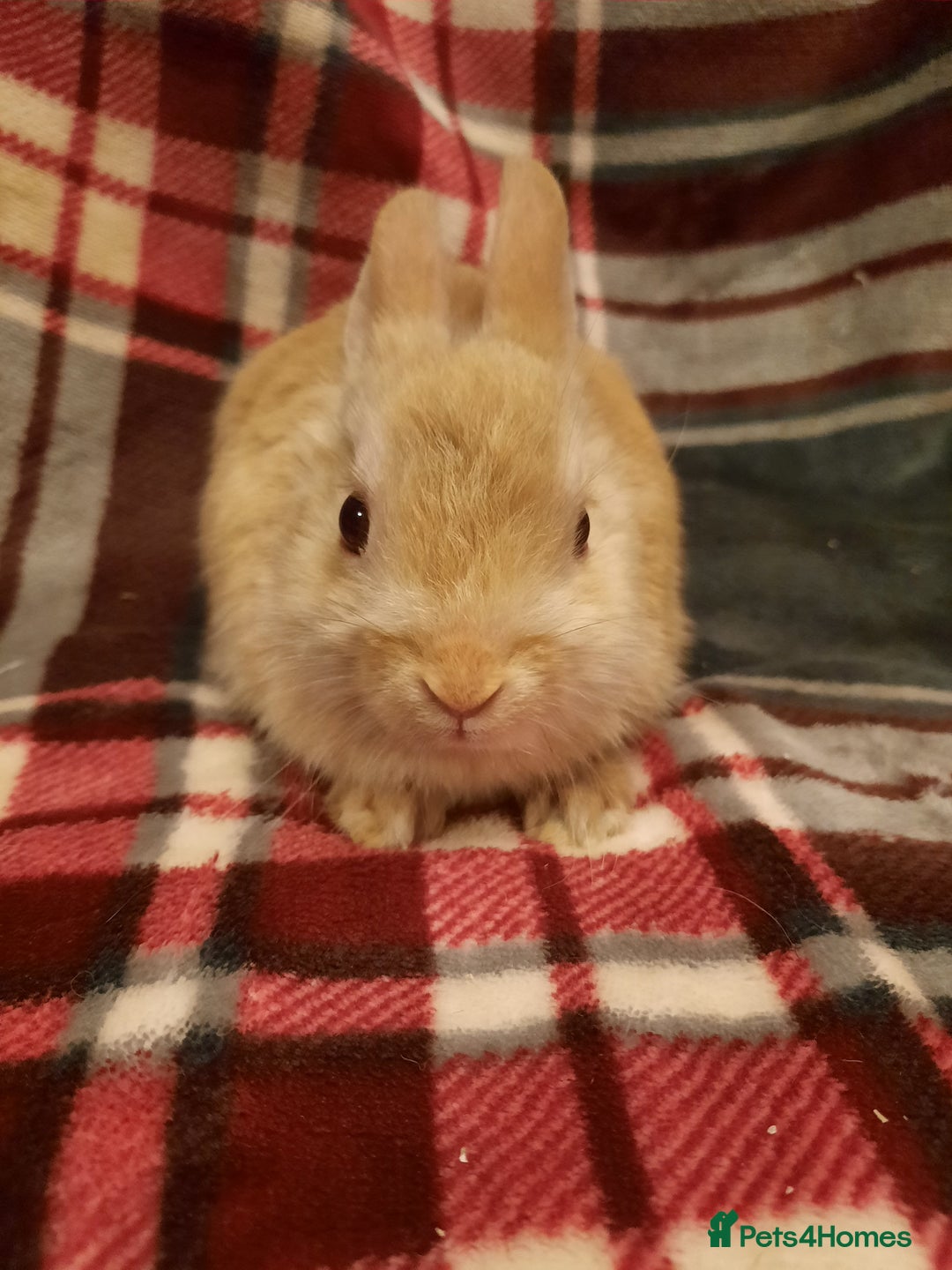 Netherland Dwarf rabbits for sale: Six Litters Of Netherland Dwarf Babies - Advert 15