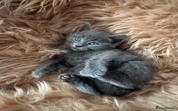 Ragdoll cats for sale: Ragdoll X  - Advert 5