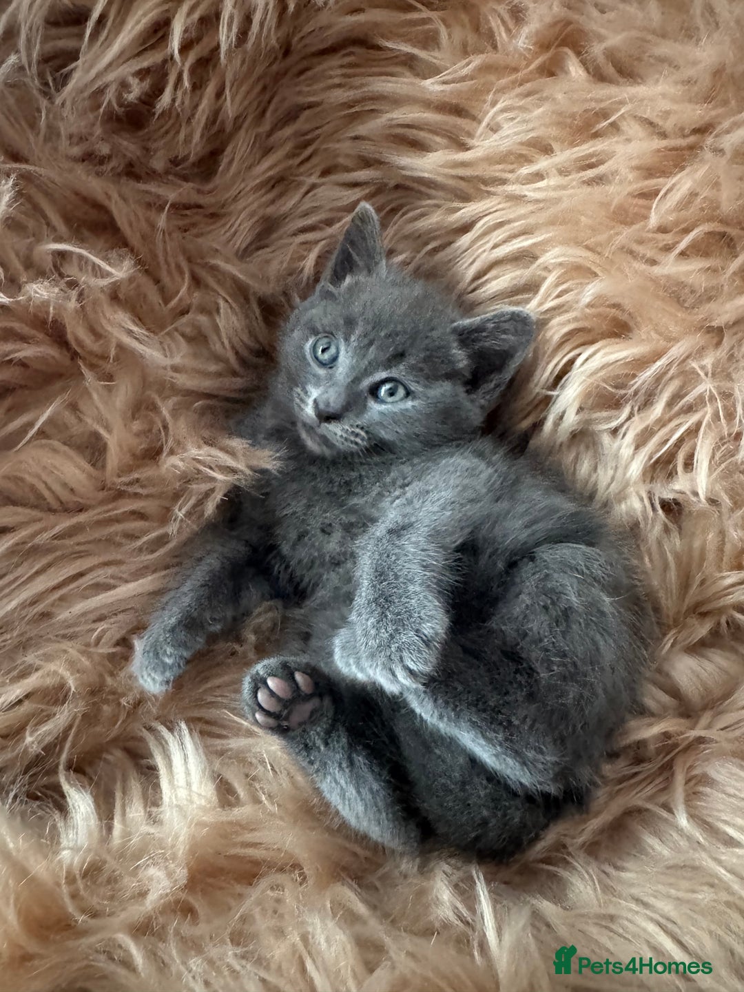 Ragdoll cats for sale: Ragdoll X  - Advert 5