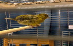 Canaries birds for sale: Fife canary pair for sale  - Image 3