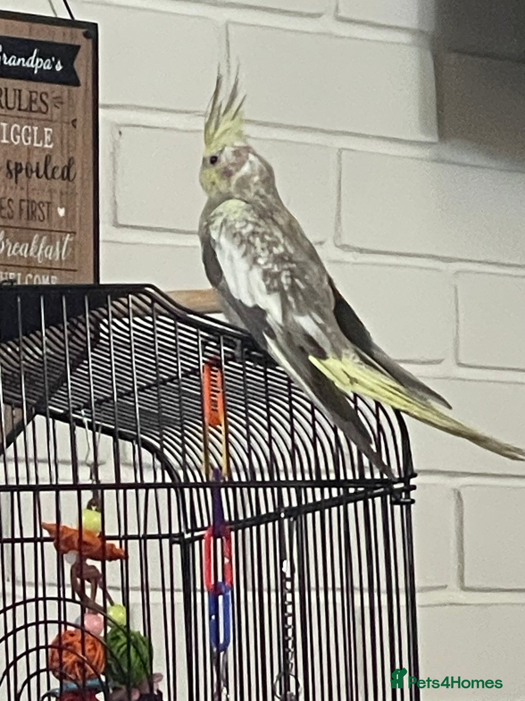 Cockatiels birds for sale: Baby pearl cockatiel hand tame and friendly  - Advert 14