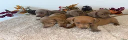 Dachshund dogs for sale: 🐾 LILAC DAPPLE DACHSHUND PUPPIES 🐾 in Coventry - Advert 6