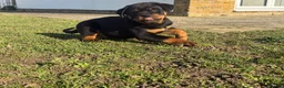 Rottweiler dogs for sale: KC Registered Rottweiler Puppies - Advert 20