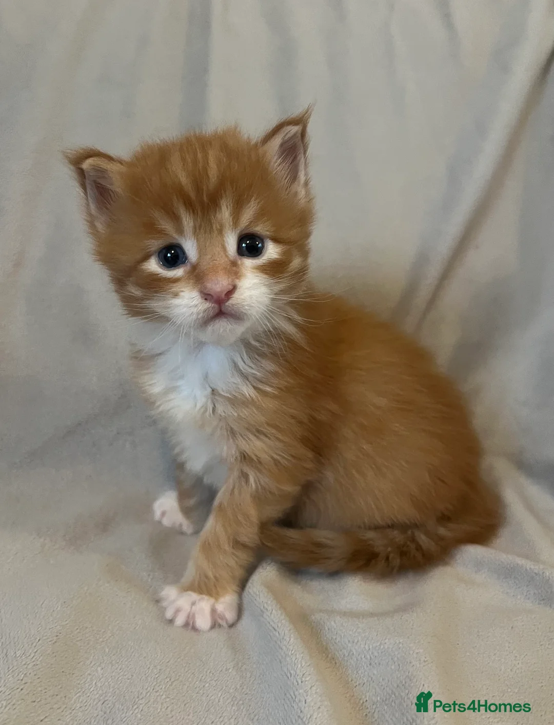 Maine Coon cats for sale: Beautiful and healthy litter of Maine coon kittens - Advert 16