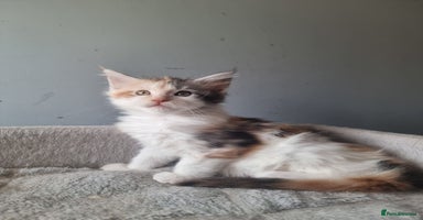 Maine Coon cats - Advert 11