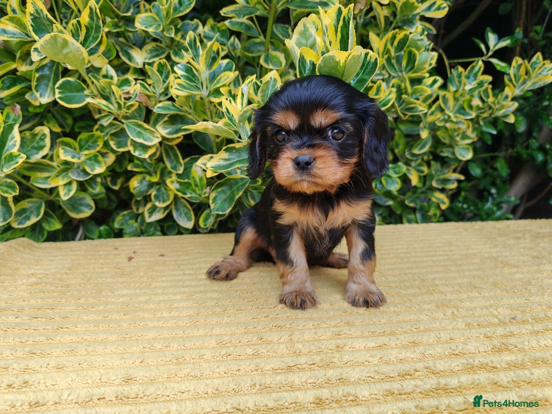 Cavalier King Charles Spaniel dogs for sale: KC Beautiful Cavalier King Charles puppies - Image 4