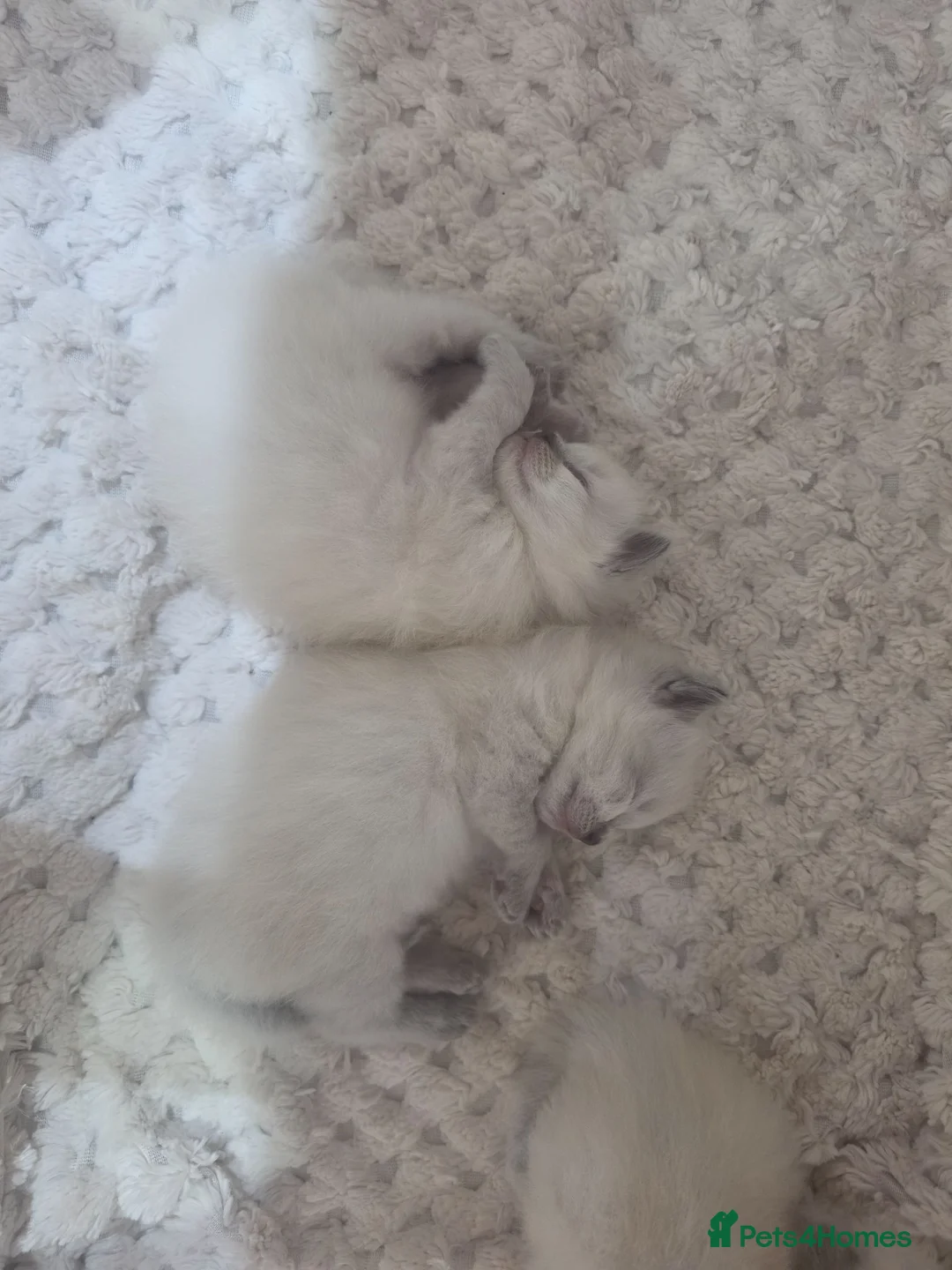 Ragdoll cats for sale: Blue point ragdoll kittens - Advert 2