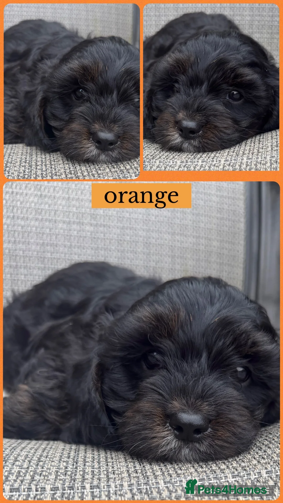 Cavapoo dogs for sale: Cavapoo puppies  - Advert 4