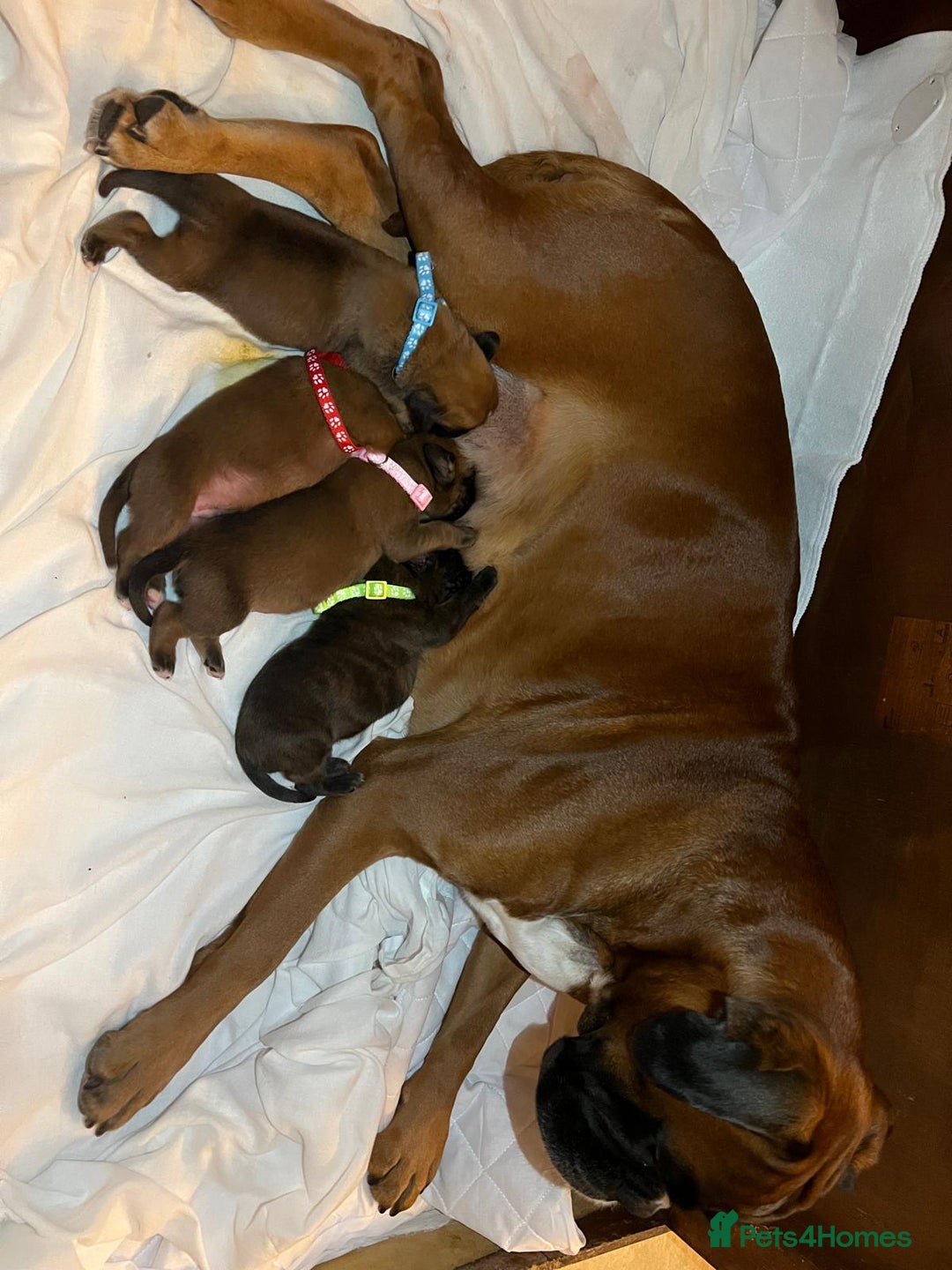 Boxer dogs for sale: Beautiful Pedigree Girls - Advert 10
