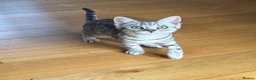 British Shorthair cats for sale: Beautiful BSH Silver Spotted boy available  - Advert 8