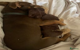 Jack Russell dogs for sale: Wenlock JRT Lilac Bitch (Last one left)  - Image 12