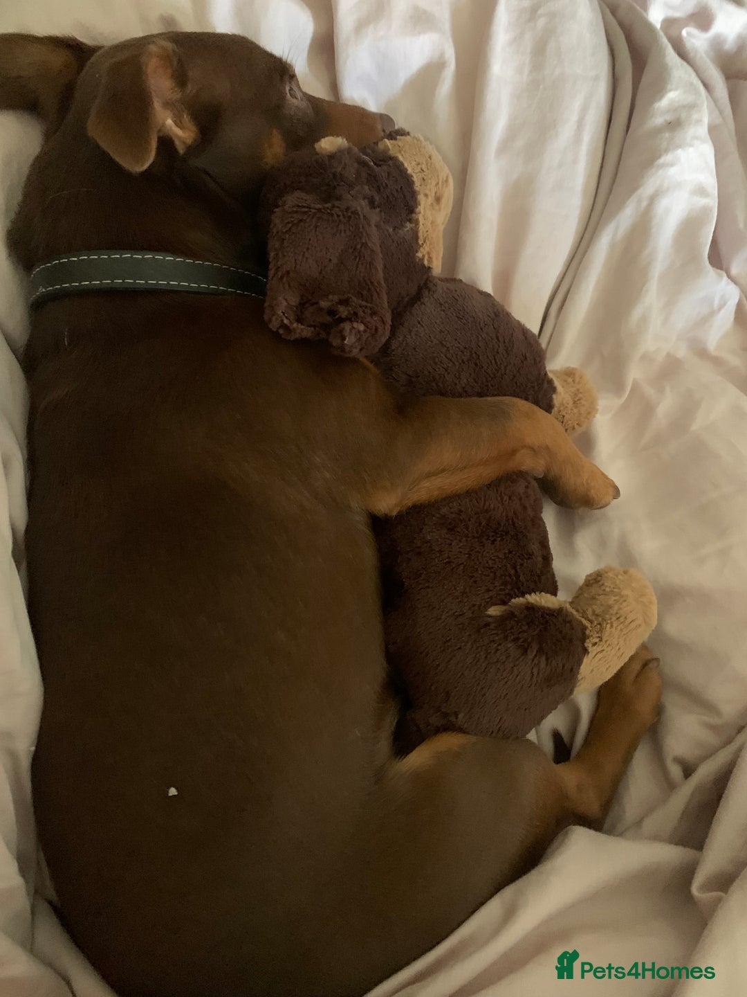 Jack Russell dogs for sale: Wenlock JRT Lilac Bitch (Last one left)  - Image 12