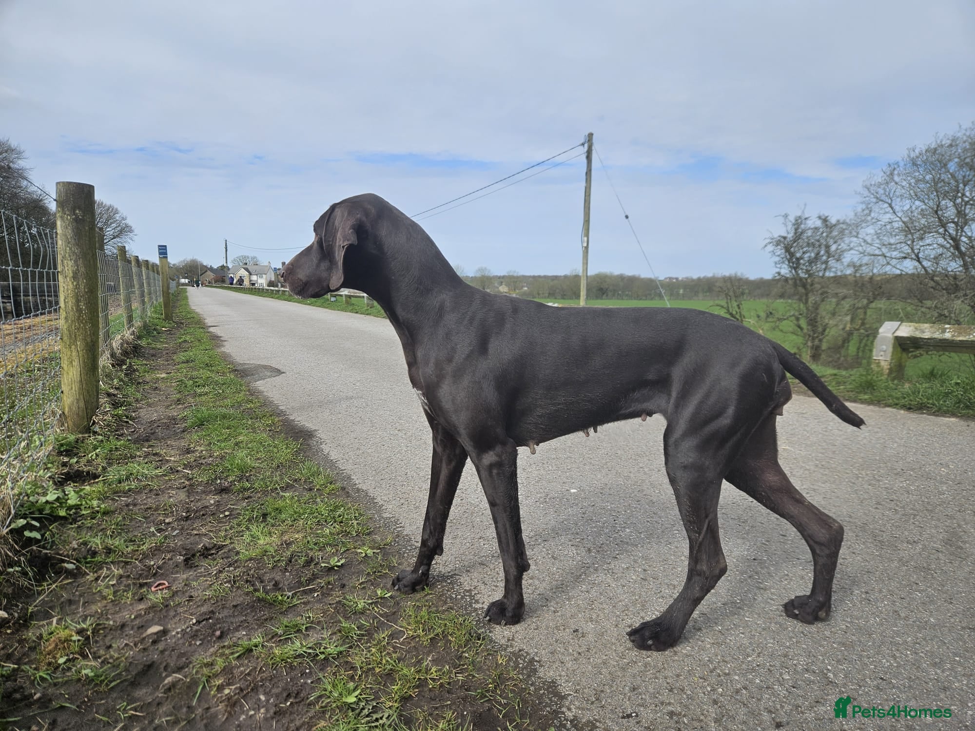 German Shorthaired Pointer dogs German Shorthaired Pointer Puppies  - Advert 2