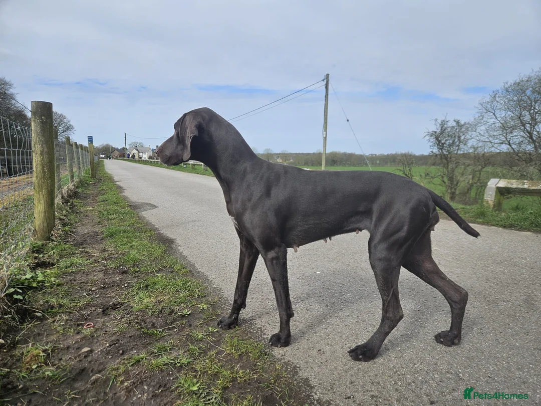 German Shorthaired Pointer dogs for sale: German Shorthaired Pointer Puppies  - Advert 2