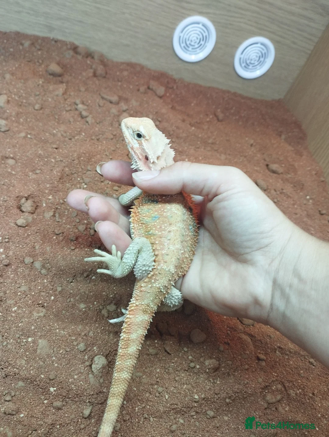Bearded Dragon reptiles for sale: Beard dragon and full set up  - Advert 3