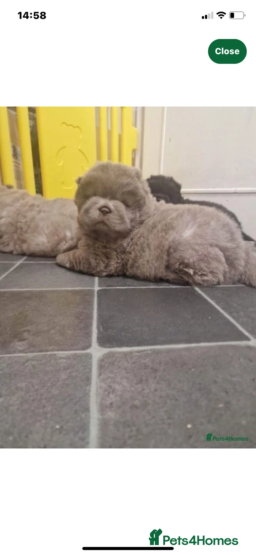 Chow Chow dogs for stud: Top Rainbow producer champion choc&blue carrier  in Cheltenham - Advert 16